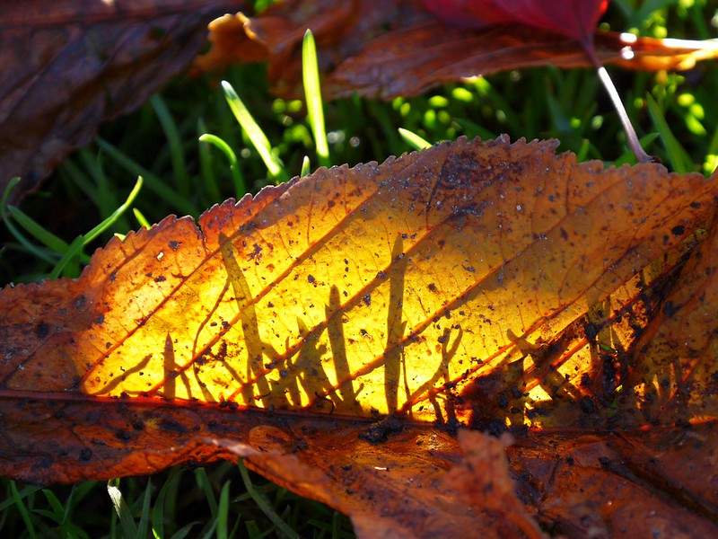 Ombres d'herbes sur feuille