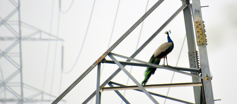 Paon posé sur structure métallique.