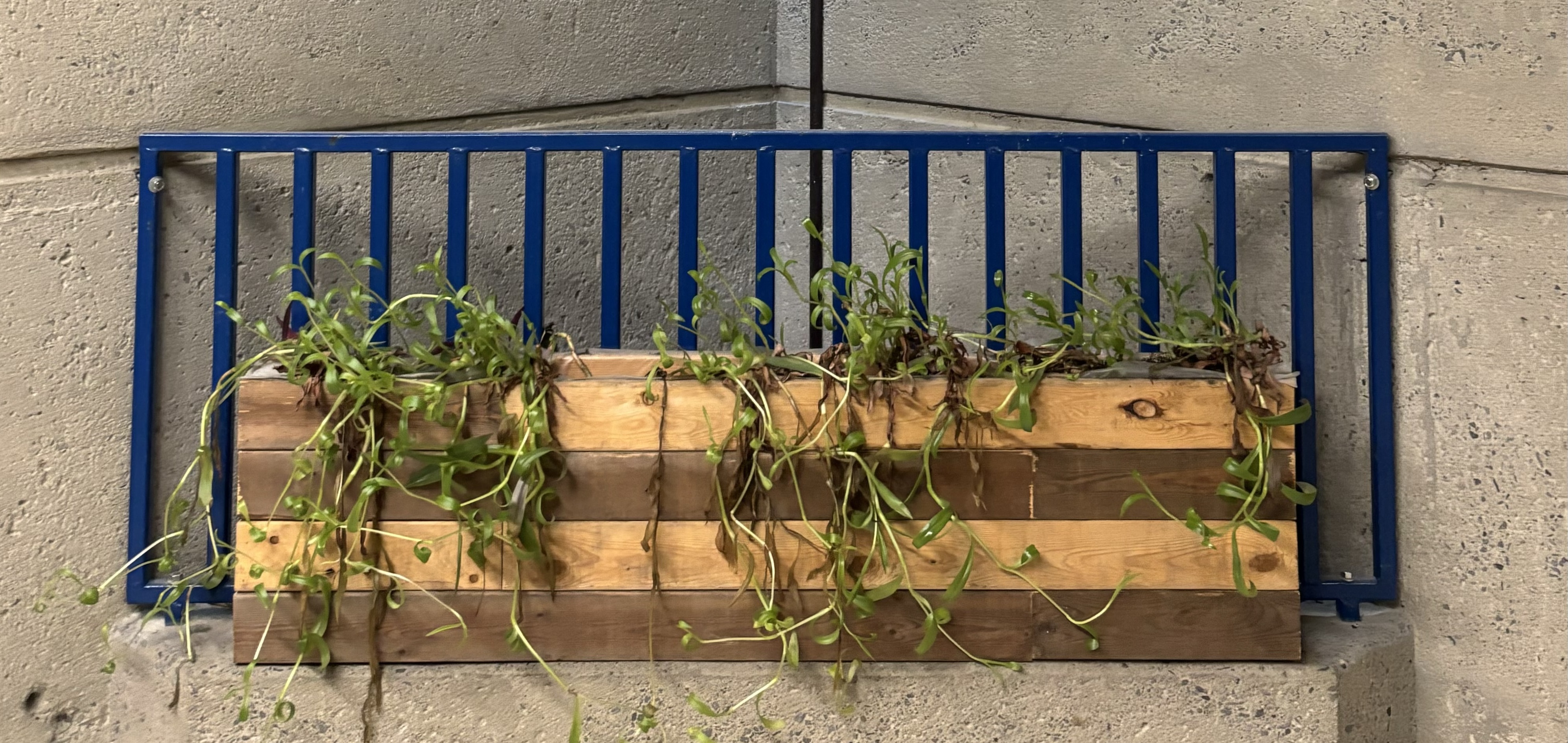 une jardinière de balcon sur un mur en béton