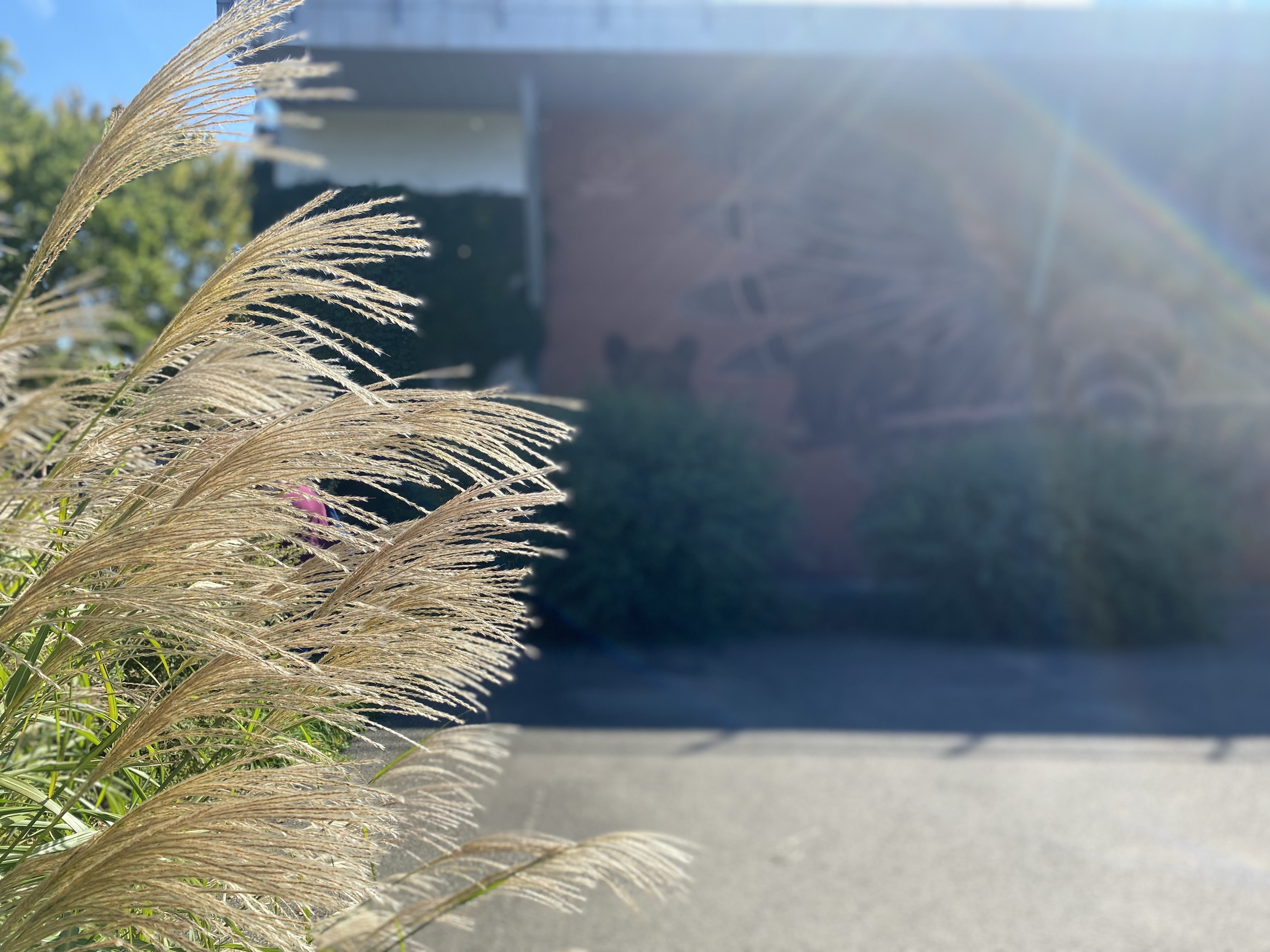 des phragmites au premier plan, un immeuble en contre-jour au deuxième plan