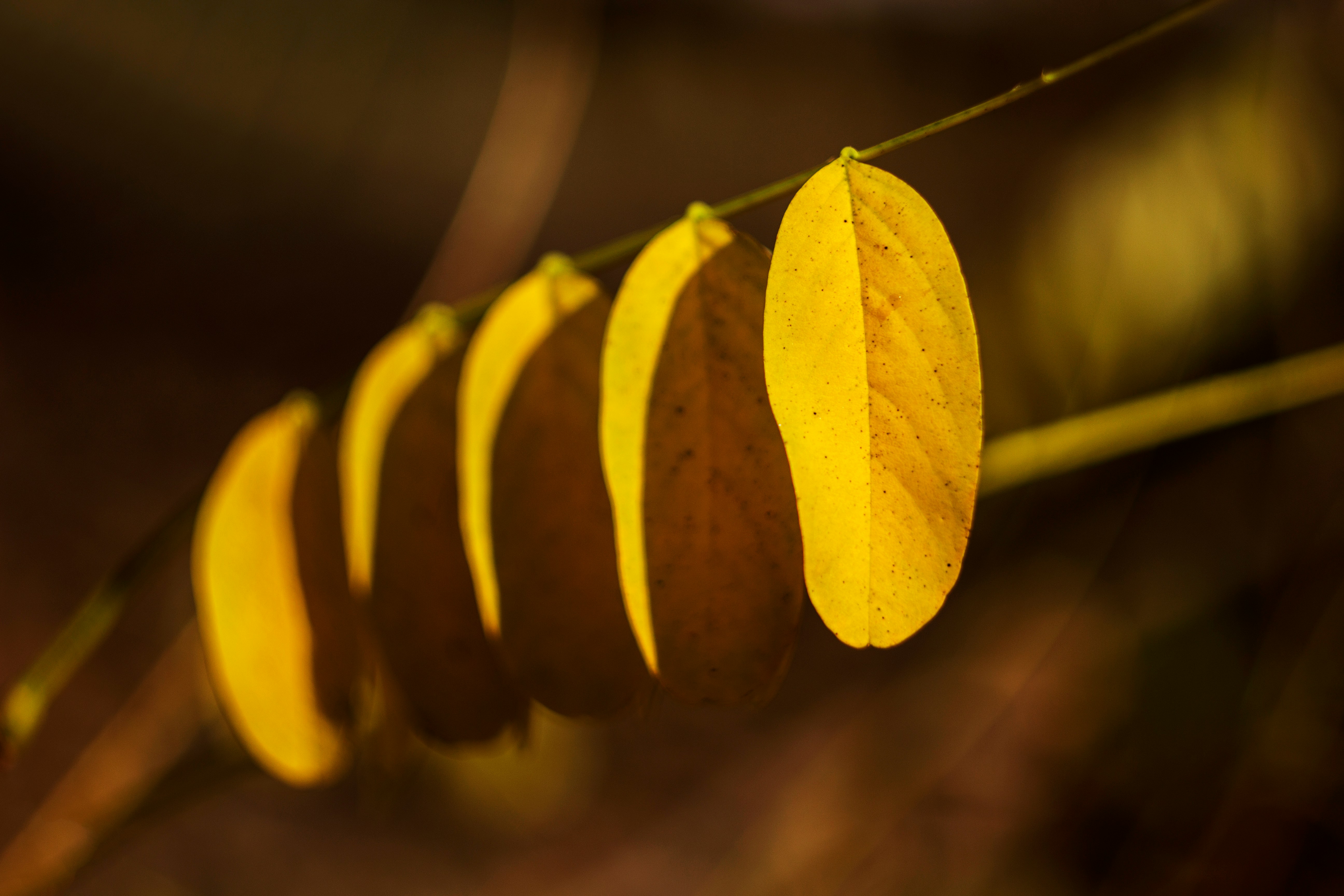 Feuilles d'automne