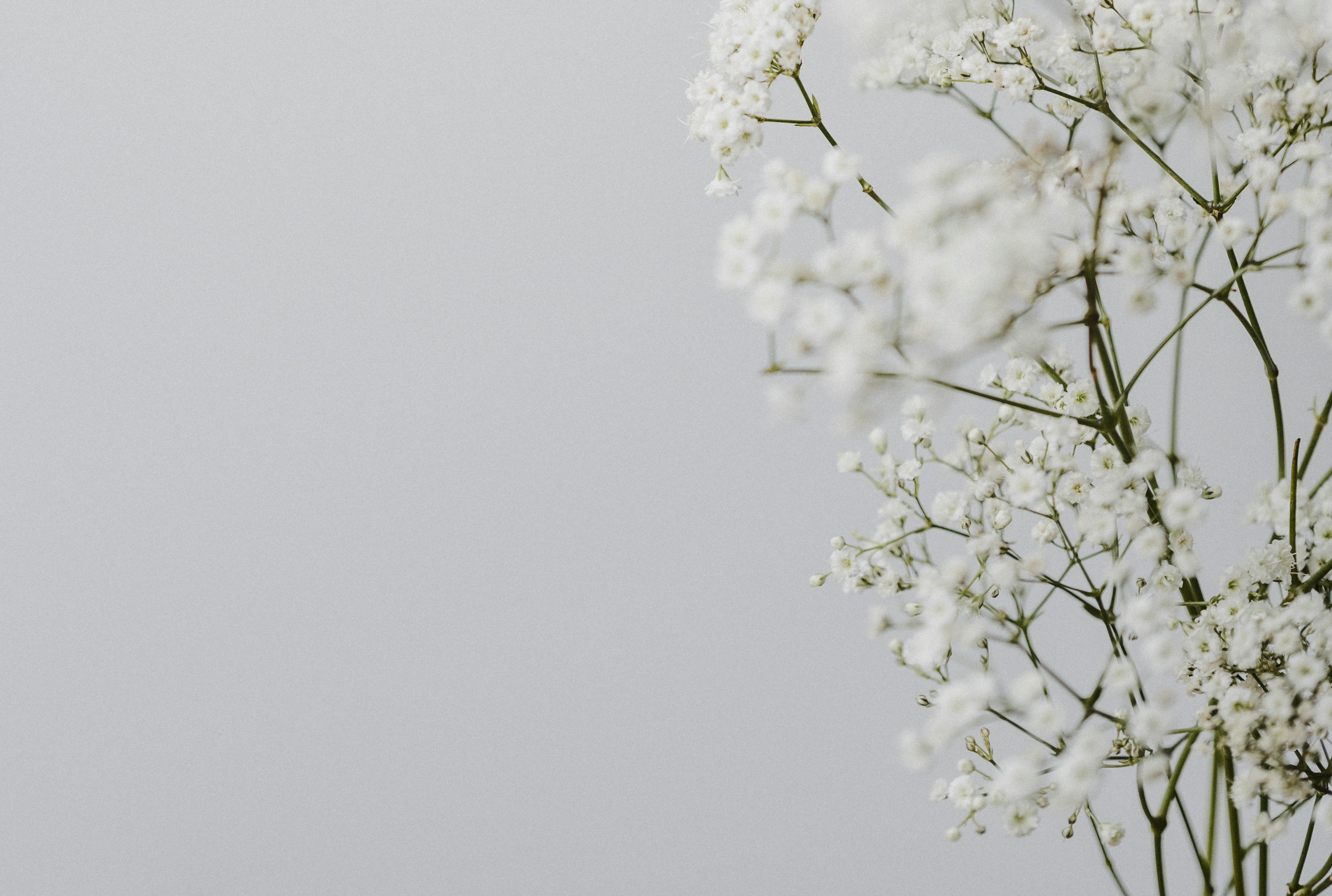 Fleurs blanches sur fond gris